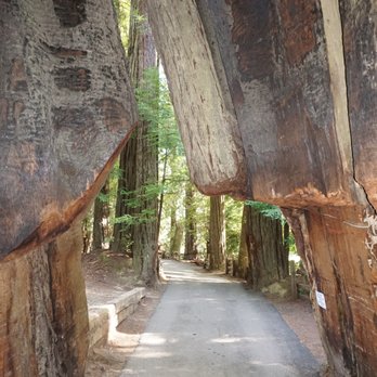 Shrine Drive Thru Tree - Inside the Shrine Drive Thru Tree (we walked through it, we didn't drive through it) - Landmarks & Historical Buildings Near Me - Meyers Flat, California Shrine Drive Thru Tree - Inside the Shrine Drive Thru Tree (we walked through it, we didn't drive through it) - Landmarks & Historical Buildings Near Me - Meyers Flat, California