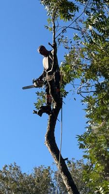 South Texas Yard Services