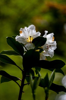 University of California Botanical Garden by null