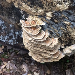Archer Taylor Preserve - Fungus 2/27/16 on guided hike