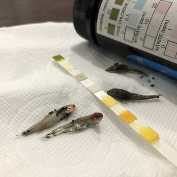 Fish's Paradise - Just a few sick fish I purchased / water parameters are normal with 0 nitrite 0 nitrate general hardness - Pet Stores Near Me - Hollywood, Florida Fish's Paradise - Just a few sick fish I purchased / water parameters are normal with 0 nitrite 0 nitrate general hardness - Pet Stores Near Me - Hollywood, Florida
