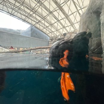 Alaska Sealife Center - Tours Near Me - Seward, Alaska