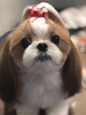 D is for Doggy - Daycare & Grooming by null