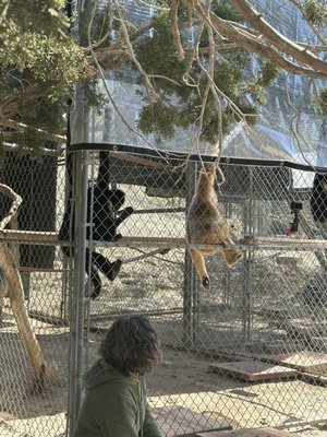 Gibbon Conservation Center by null