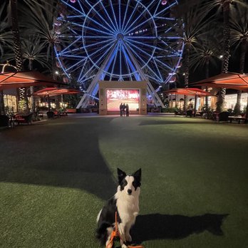 ArKane 9 Dog Training - Mikko @ Irvine Spectrum - Pet Training Near Me ArKane 9 Dog Training - Mikko @ Irvine Spectrum - Pet Training Near Me