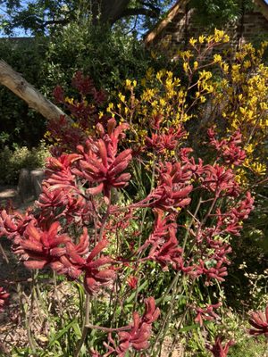 Adelaide Botanic Garden by null