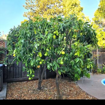 Rudy’s Tree Service - Citrus trees trimmed. - Tree Services Near Me Rudy’s Tree Service - Citrus trees trimmed. - Tree Services Near Me