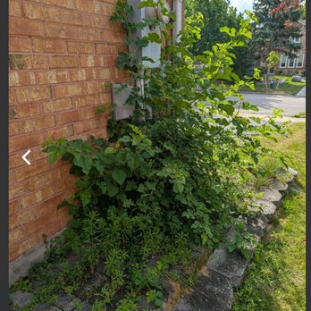 Realscape - Before (weeding) - Snow Removal Near Me