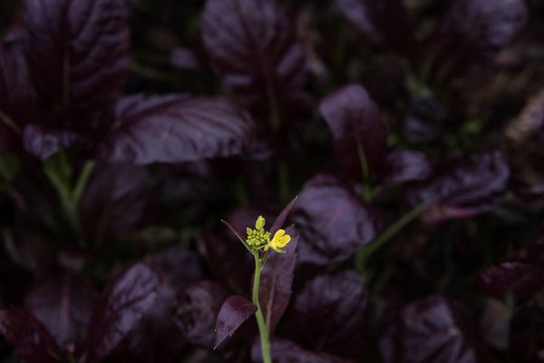 The Chef's Garden by null