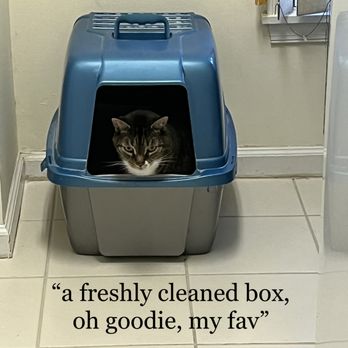 Snuggles Pet Sitting - Love kitty kats! - Pet Sitting Near Me - Jensen Beach, Florida Snuggles Pet Sitting - Love kitty kats! - Pet Sitting Near Me - Jensen Beach, Florida
