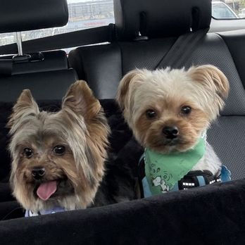 Lap Dog Legends - My two babies. Lol - Pet Groomers Near Me - Port Angeles , Washington Lap Dog Legends - My two babies. Lol - Pet Groomers Near Me - Port Angeles , Washington