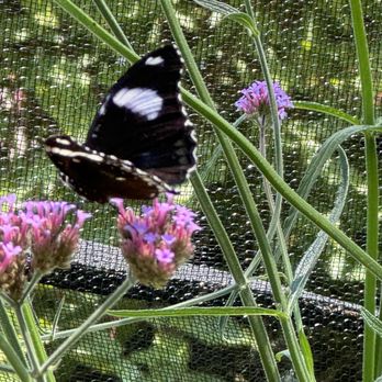 Chicago Botanic Garden - Butterfly - Botanical Gardens Near Me - Glencoe, Illinois Chicago Botanic Garden - Butterfly - Botanical Gardens Near Me - Glencoe, Illinois