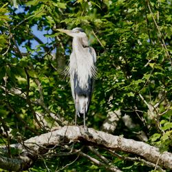 River Mist Kayaks - Great Blue Heron
