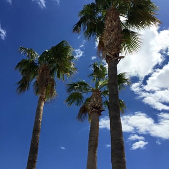 Stone Ridge - Palm trees at the pool - Apartments Near Me - Bullhead City, Arizona Stone Ridge - Palm trees at the pool - Apartments Near Me - Bullhead City, Arizona