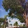 Photo of Busy Bees Complete Tree Services and Landscape Design