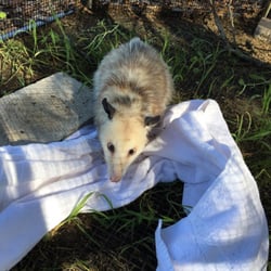 Friends of Texas Wildlife - Educational opossum. Only marsupials in the US.