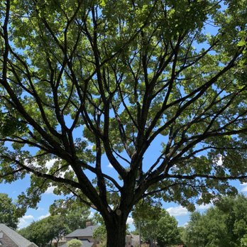 Fort Worth Lawn and Tree - Tree canopy to help with grass grow and health of tree - Lawn Services Near Me Fort Worth Lawn and Tree - Tree canopy to help with grass grow and health of tree - Lawn Services Near Me