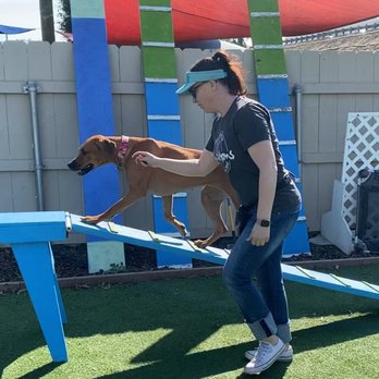 Kamp Kanine - Pet Sitting Near Me - Encinitas, California Kamp Kanine - Pet Sitting Near Me - Encinitas, California