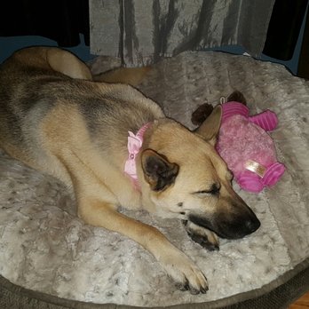 PetSmart - Her 2nd time - Pet Stores Near Me - West Covina, California PetSmart - Her 2nd time - Pet Stores Near Me - West Covina, California