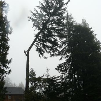 Gibsons Tree Service - Tree Services Near Me Gibsons Tree Service - Tree Services Near Me