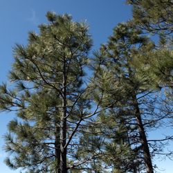 Mogollan Treatment Center - Ponderosa Pine Trees