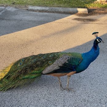 Crandon Park - Peacock in the Parking Lot! - Parks Near Me - Key Biscayne, Florida Crandon Park - Peacock in the Parking Lot! - Parks Near Me - Key Biscayne, Florida