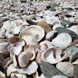 South Street Beach - Shells