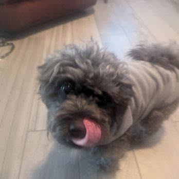 Balanced Pooches In Home Dog Training - Pet Training Near Me