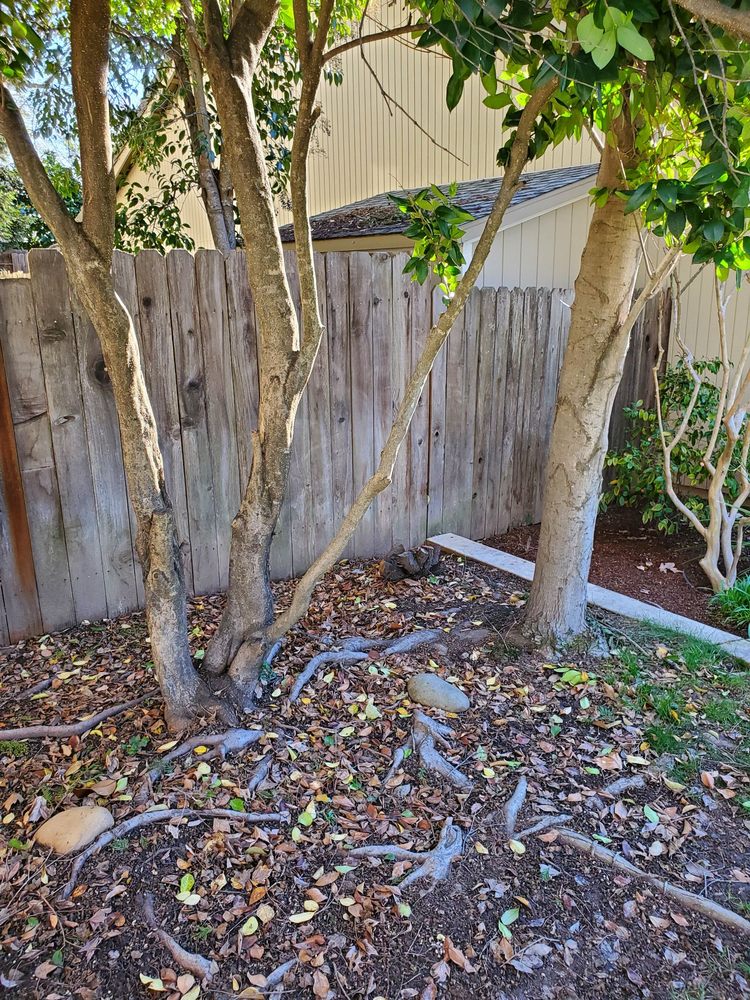 SISSON’S LANDSCAPING Updated October 2024 48 Photos Sacramento