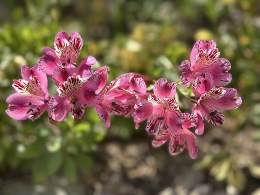 Ventura Botanical Gardens by null