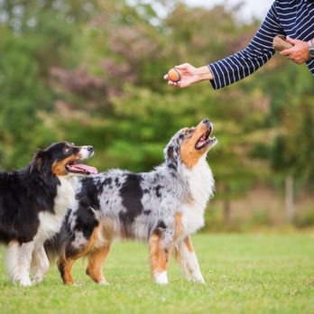 Flyer's Paw Zone - Pet Training Near Me - Dayton, Ohio Flyer's Paw Zone - Pet Training Near Me - Dayton, Ohio