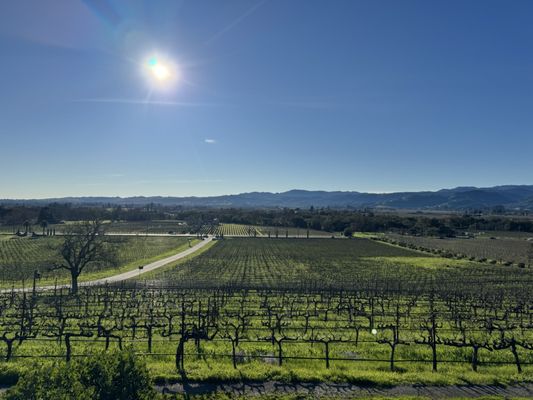 Signorello Estate by null