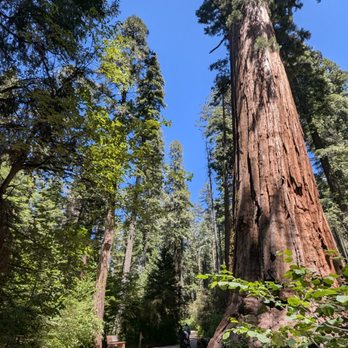 Calaveras Big Trees State Park - Parks Near Me - Arnold, California