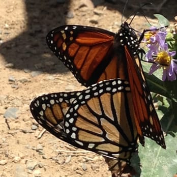 Environmental Nature Center - carrying the deceased - Summer Camps Near Me - Newport Beach, California Environmental Nature Center - carrying the deceased - Summer Camps Near Me - Newport Beach, California