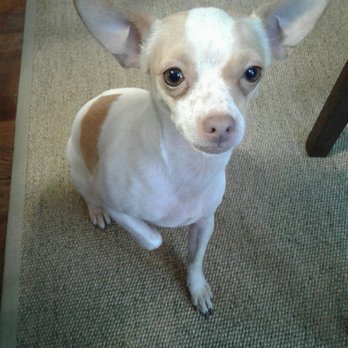 The Barking Lot - I will be good in my new home! - Animal Shelters Near Me - Ramona, California