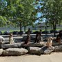 Sit Means Sit Dog Training Nashville