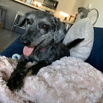 The Barking Lot - Luna - Animal Shelters Near Me - Ramona, California