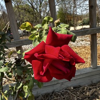 San Antonio Botanical Garden - the only rose I could find - Botanical Gardens Near Me - San Antonio, Texas
