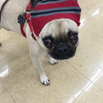 Pet Supplies Plus N. Lincoln - Adorable and unique pet clothes - not sure my pup was a fan, but he never really is ;) I'm sure he'll change his mind in winter! - Pet Stores Near Me - Chicago, Illinois Pet Supplies Plus N. Lincoln - Adorable and unique pet clothes - not sure my pup was a fan, but he never really is ;) I'm sure he'll change his mind in winter! - Pet Stores Near Me - Chicago, Illinois