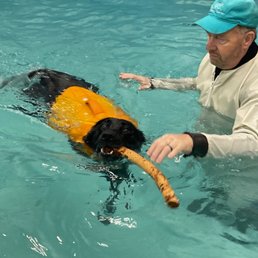 Bailey loves the K9 Swim Center!
