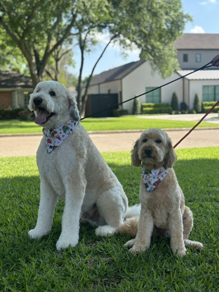 MOBILE DALLAS PET GROOMING Updated May 2024 24 Photos Dallas, Texas Pet Groomers Phone
