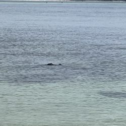 Shell Island Shuttle - Alligator!