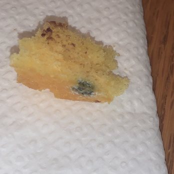 Alpine Pastry Shoppe - Green mold on cake - Bakeries Near Me - Smithtown, New York Alpine Pastry Shoppe - Green mold on cake - Bakeries Near Me - Smithtown, New York