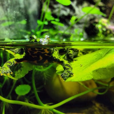 Manchester Museum by null