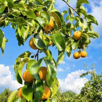 Melick Orchards - oranges growing on a tree - Farmers Market Near Me - Califon, New Jersey