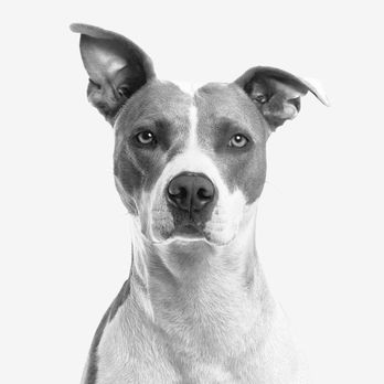 Dime and Scoop - Pet Waste Removal Near Me