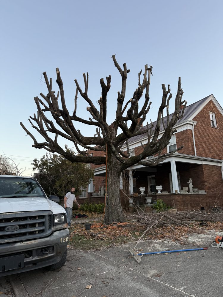 Trees by Brandon - tree service in Huntington, WV
