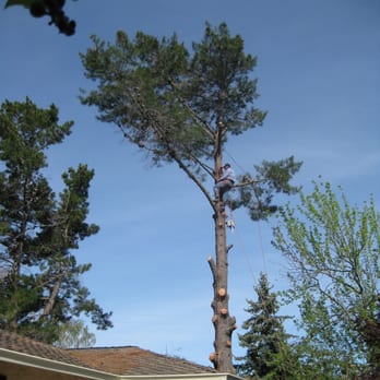 Green Sierra Landscaping - Tree Services Near Me - San Jose, California