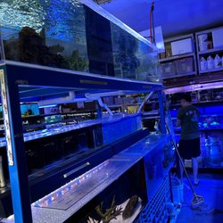 Bob's Tropical Fish - Selection of saltwater fish and freshwater fish