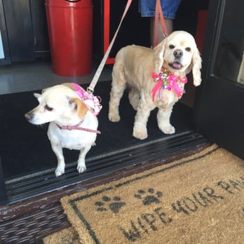 Canine Image - The girls after their spa day! - Pet Groomers Near Me - San Diego, California